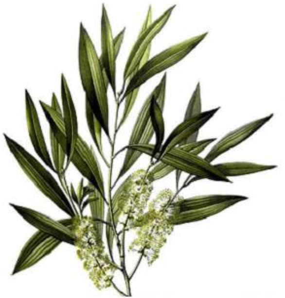 AAAAARGH daar is ie weer : de KOOOOORTZZZblaas