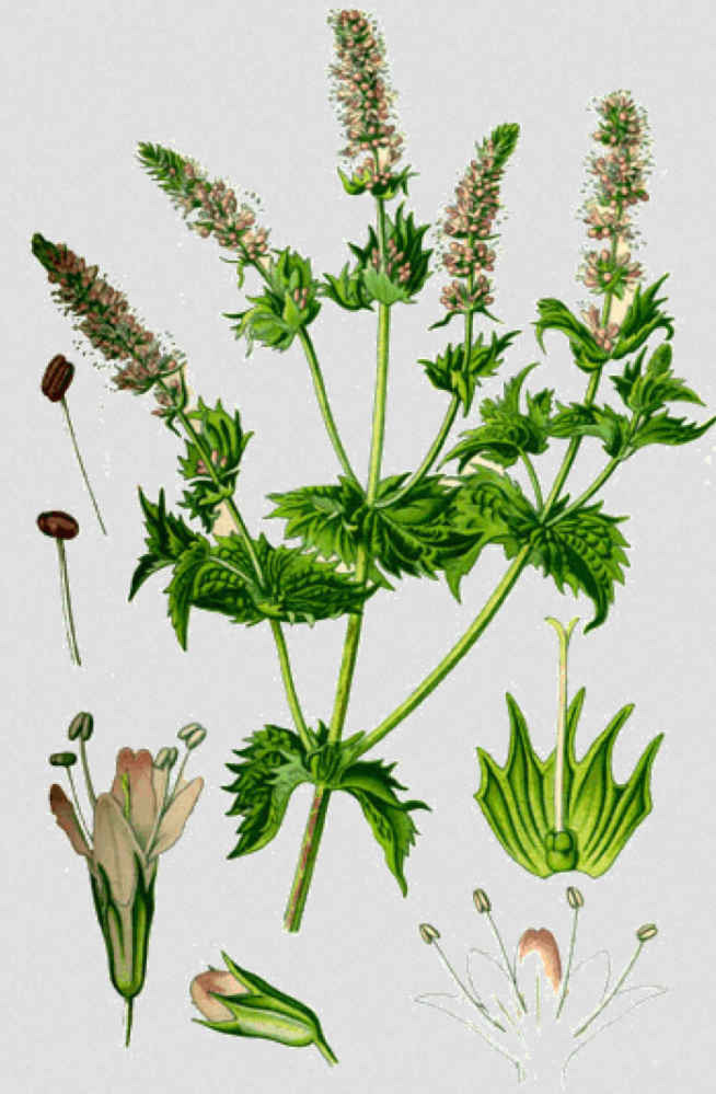 Kruiden voor de neus