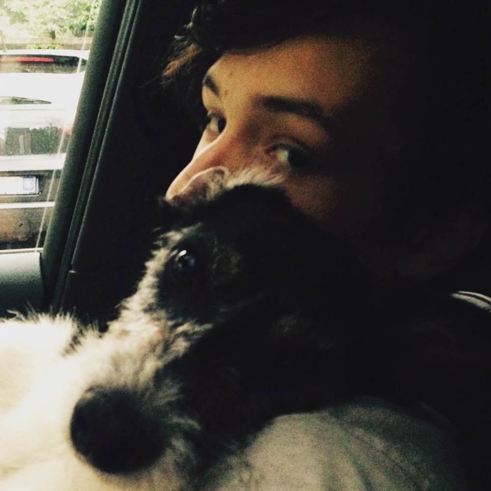 Viervoeters en de hitte