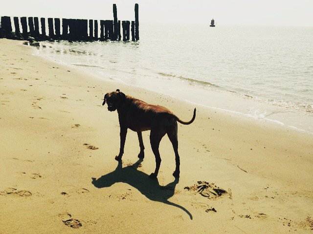De zon zakt in de zee