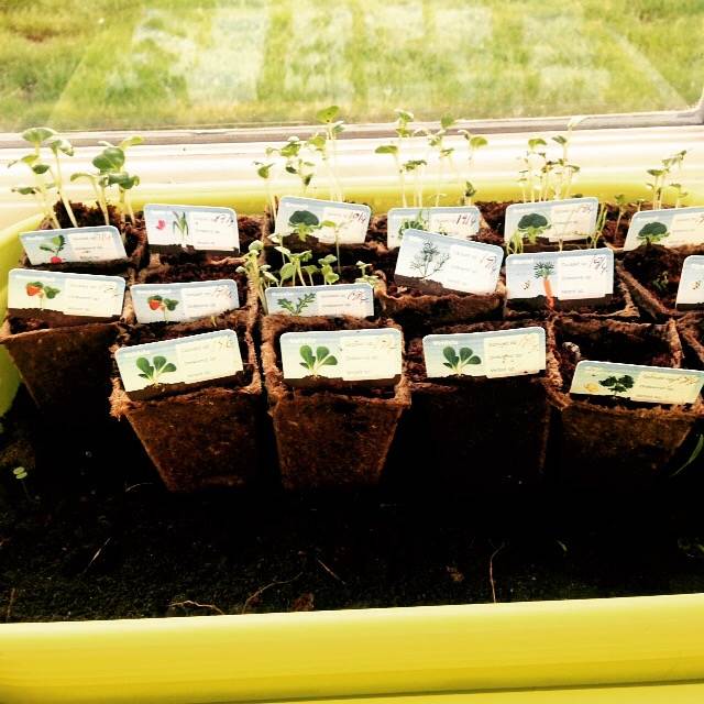 Mn mini moestuin groeit !!